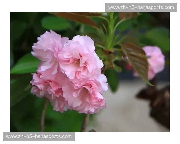 樱花烂漫，清泉流韵：一场关于美的穿越时空对话